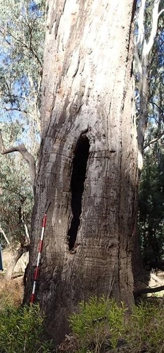 A tree that has been scarred by Aboriginal people